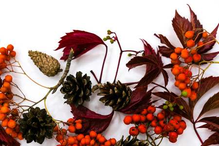 Pile of autumn leaves, pine cones nuts over white background. collection beautiful colorful leaves border from autumn elements. top view, copy space. Bright Pretty Fall Display of Colorful Ash Leaves in Natural Tonesの写真素材