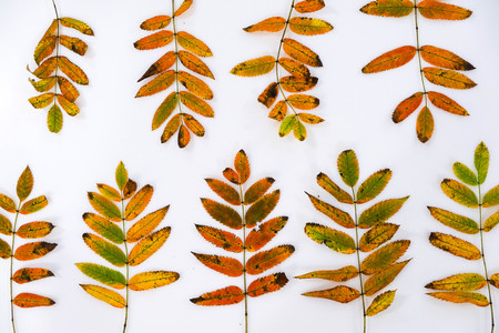 Pile of autumn leaves, pine cones nuts over white background. collection beautiful colorful leaves border from autumn elements. top view, copy space. Bright Pretty Fall Display of Colorful Ash Leaves in Natural Tonesの写真素材
