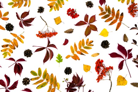 Pile of autumn leaves, pine cones nuts over white background. collection beautiful colorful leaves border from autumn elements. top view, copy space. Bright Pretty Fall Display of Colorful Ash Leaves in Natural Tonesの写真素材