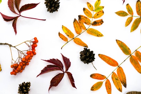 Pile of autumn leaves, pine cones nuts over white background. collection beautiful colorful leaves border from autumn elements. top view, copy space. Bright Pretty Fall Display of Colorful Ash Leaves in Natural Tonesの写真素材