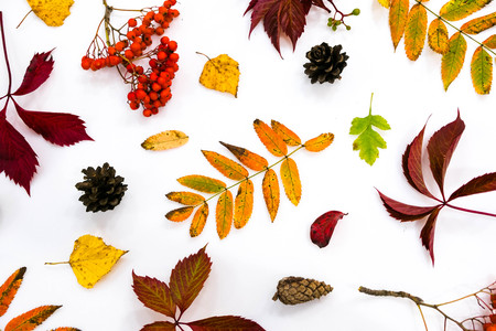 Pile of autumn leaves, pine cones nuts over white background. collection beautiful colorful leaves border from autumn elements. top view, copy space. Bright Pretty Fall Display of Colorful Ash Leaves in Natural Tonesの写真素材