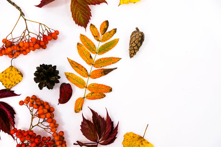 Pile of autumn leaves, pine cones nuts over white background. collection beautiful colorful leaves border from autumn elements. top view, copy space. Bright Pretty Fall Display of Colorful Ash Leaves in Natural Tonesの写真素材