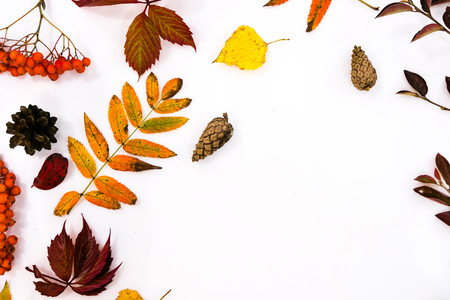 Pile of autumn leaves, pine cones nuts over white background. collection beautiful colorful leaves border from autumn elements. top view, copy space. Bright Pretty Fall Display of Colorful Ash Leaves in Natural Tonesの写真素材
