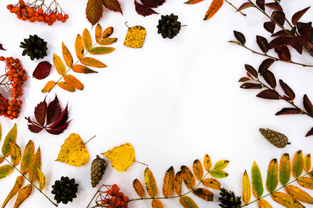Pile of autumn leaves, pine cones nuts over white background. collection beautiful colorful leaves border from autumn elements. top view, copy space. Bright Pretty Fall Display of Colorful Ash Leaves in Natural Tonesの写真素材