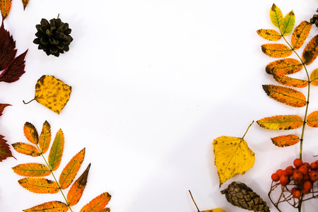 Pile of autumn leaves, pine cones nuts over white background. collection beautiful colorful leaves border from autumn elements. top view, copy space. Bright Pretty Fall Display of Colorful Ash Leaves in Natural Tonesの写真素材