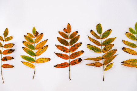 Pile of autumn leaves, pine cones nuts over white background. collection beautiful colorful leaves border from autumn elements. top view, copy space. Bright Pretty Fall Display of Colorful Ash Leaves in Natural Tonesの写真素材