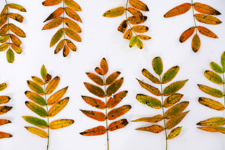 Pile of autumn leaves, pine cones nuts over white background. collection beautiful colorful leaves border from autumn elements. top view, copy space. Bright Pretty Fall Display of Colorful Ash Leaves in Natural Tonesの写真素材
