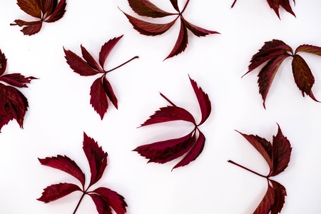 Pile of autumn leaves, pine cones nuts over white background. collection beautiful colorful leaves border from autumn elements. top view, copy space. Bright Pretty Fall Display of Colorful Ash Leaves in Natural Tonesの写真素材