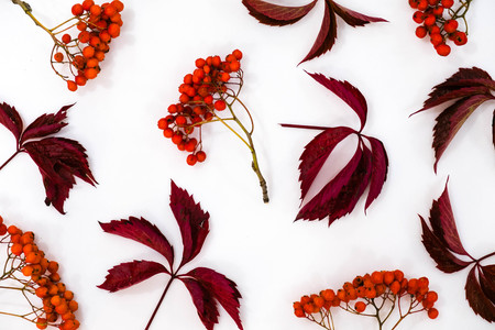 Pile of autumn leaves, pine cones nuts over white background. collection beautiful colorful leaves border from autumn elements. top view, copy space. Bright Pretty Fall Display of Colorful Ash Leaves in Natural Tonesの写真素材