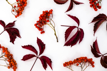 Pile of autumn leaves, pine cones nuts over white background. collection beautiful colorful leaves border from autumn elements. top view, copy space. Bright Pretty Fall Display of Colorful Ash Leaves in Natural Tonesの写真素材
