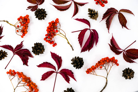 Pile of autumn leaves, pine cones nuts over white background. collection beautiful colorful leaves border from autumn elements. top view, copy space. Bright Pretty Fall Display of Colorful Ash Leaves in Natural Tonesの写真素材