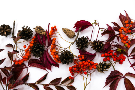 Pile of autumn leaves, pine cones nuts over white background. collection beautiful colorful leaves border from autumn elements. top view, copy space. Bright Pretty Fall Display of Colorful Ash Leaves in Natural Tonesの写真素材