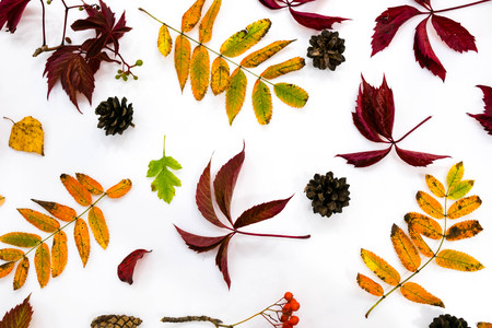 Pile of autumn leaves, pine cones nuts over white background. collection beautiful colorful leaves border from autumn elements. top view, copy space. Bright Pretty Fall Display of Colorful Ash Leaves in Natural Tonesの写真素材
