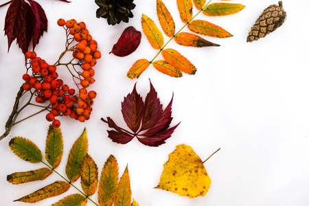 Pile of autumn leaves, pine cones nuts over white background. collection beautiful colorful leaves border from autumn elements. top view, copy space. Bright Pretty Fall Display of Colorful Ash Leaves in Natural Tonesの写真素材