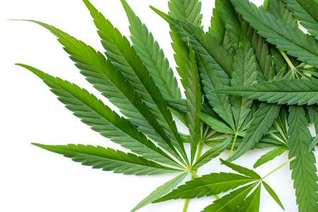 Cannabis green leaf background marijuana, prohibited plantsの写真素材