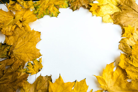 Border of colorful autumn maple leaves on white backgroundの写真素材