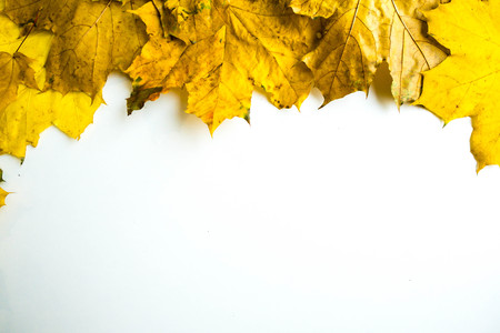 Border of colorful autumn maple leaves on white backgroundの写真素材