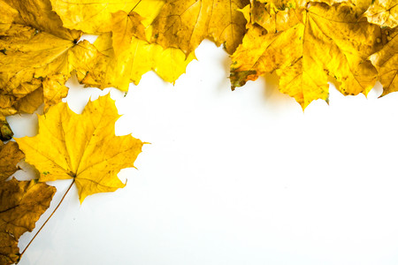 Border of colorful autumn maple leaves on white backgroundの写真素材