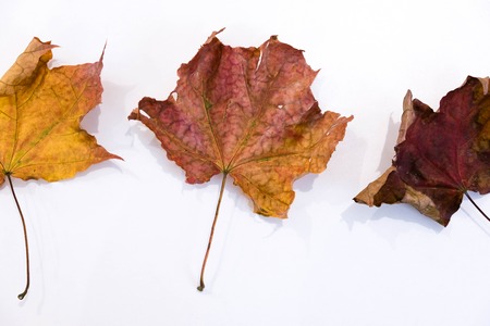 Autumn paper origami maple leaf on white backgroundの写真素材