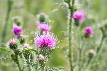 Cirsium vulgare, Spear thistle, Bull thistle, Common thistle, short lived thistle plant with spine tipped winged stems and leaves, pink purple flower heads, surrounded by spiny br.の写真素材