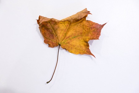 Autumn paper origami maple leaf on white backgroundの写真素材