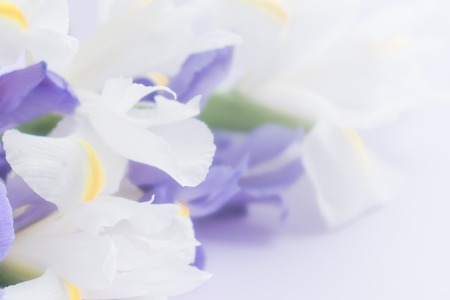 Spring flowers. purple irises flowers on violet background. Greeting card style. place for text, Top view flat lay with copy space for slogan or textの写真素材