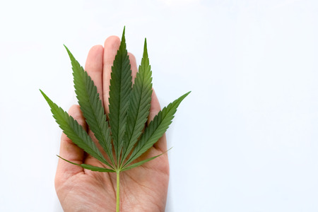 sheet of marijuana in the palm of your hand. hemp medicines drug.の写真素材