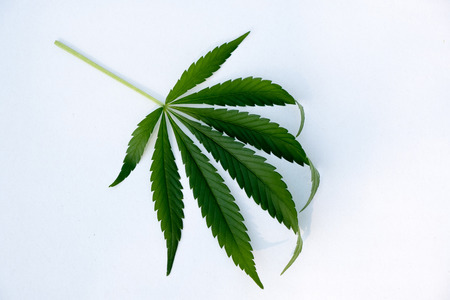 many natural fresh big and small cannabis five fingers leaves lay in chaotic. Cannabis marijuana leaf closeup background. Nature background. Vintage toned. Rich luxury happy life with cannabis.の写真素材