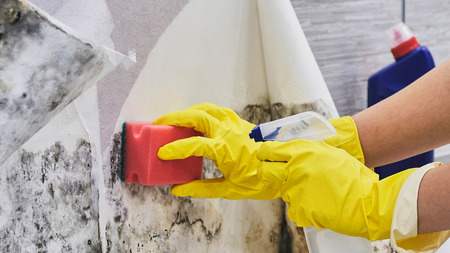 Housekeepers Hand With Glove Cleaning Mold From Wall With Sponge And Spray Bottleの写真素材