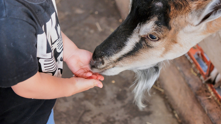 Holidays in the country - little boy feeds a goatの写真素材
