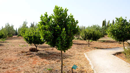 Laurel shrub or bay tree. Blue sky on the background.の写真素材