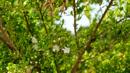 Myrtus myrtle - Plantae Angiosperms Eudicots Rosids Myrtales Myrtaceae.