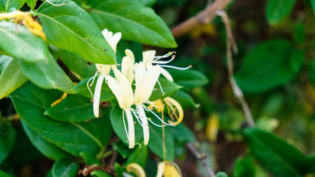 Background of wispy honeysuckle with thick green foliage and white and yellow flowers.の写真素材