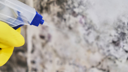 Housekeepers Hand With Glove Cleaning Mold From Wall With Sponge And Spray Bottleの写真素材