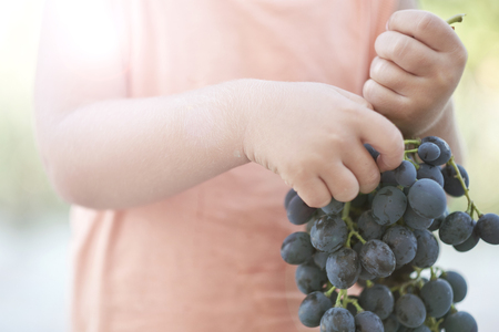 Baby eats a piece of green grapeの写真素材