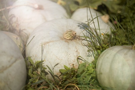 Autumn pumpkins in a gardenの写真素材