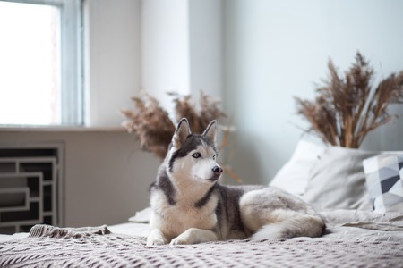 Husky dog at home in the bed of the owner.の写真素材