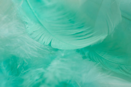 Green turquoise and blue color trends chicken feather texture background.の写真素材