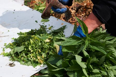 woman cuts wild nettles for feeding hens. vitamins for livestockの写真素材