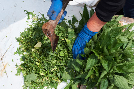woman cuts wild nettles for feeding hens. vitamins for livestock.