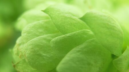Green hops. Shallow depth of field.の写真素材