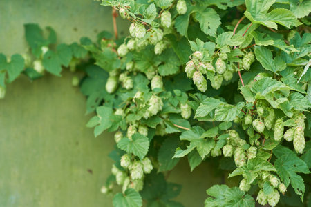 detail of hop cones in the hop field.