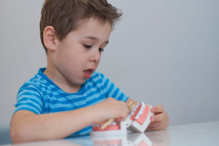Close-up model of a human jaw with white teeth. little boy learns to brush his teeth with dental jaw...