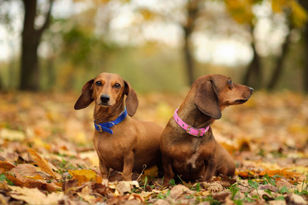 beautiful two dachshund puppy dog with sad eyes dog portrait. close up. pet in autumn park. colorful...