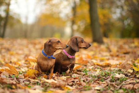 beautiful two dachshund puppy dog with sad eyes dog portrait. close up. pet in autumn park. colorful autumn foliageの写真素材