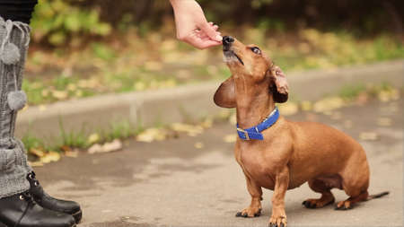 Little dog with owner spend a day at the park playing and having funの写真素材