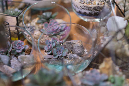 Small garden with miniature plants. Home indoor plants. DIY florarium. Modern organic interior decor. Colorful plants growing in glass geometricの写真素材