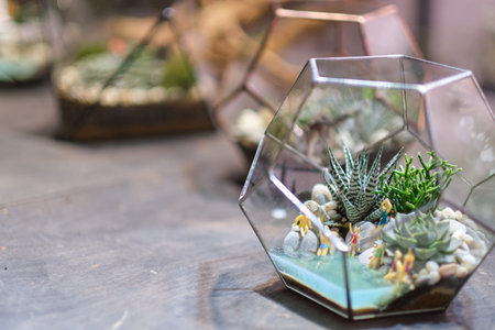 Small garden with miniature plants. Home indoor plants. DIY florarium. Modern organic interior...