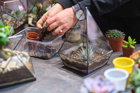 DIY florarium. Home gardening master class. Closeup of hands planting succulents in glass geometric shape vasesの写真素材