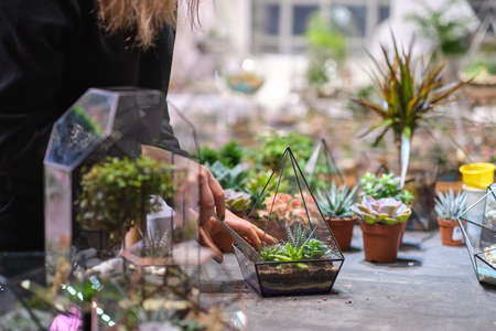 female holds glass florarium vase with succulent plants Small garden with miniature plants. Home indoor plants. DIY florarium. Colorful plants growing in glass geometricの写真素材